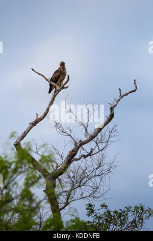 Bruno eagle (aquila rapax) appollaiate su un albero, sud africa, parco di Kruger Foto Stock