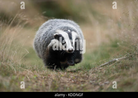 Unione badger / europaeischer dachs ( Meles meles ), animale adulto, camminando lungo un tipico badger il percorso, si avvicina, Scatto frontale, l'Europa.