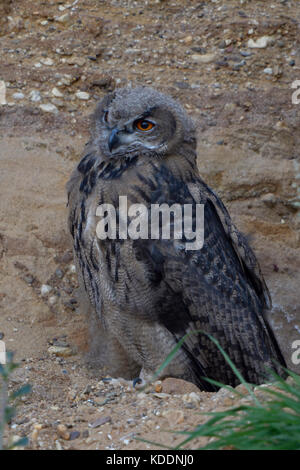 Gufo reale / europaeischer uhu ( Bubo bubo ), giovani, seduta in pendenza di una buca di sabbia, nascosto, camouflage, fauna selvatica, l'Europa. Foto Stock