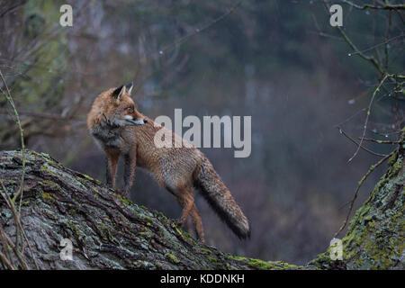 Red Fox / rotfuchs ( vulpes vulpes ) adulto, wet winterfur, salì su un albero, in piedi, guarda indietro, in un giorno di pioggia, all'alba, vista laterale, la fauna selvatica, euro Foto Stock