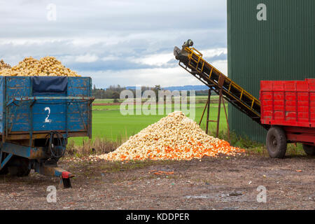 I rifiuti alimentari, wonky verdure, deformato, deformato, malformati, distorta storta, irregolare, misproportioned, ill proporzionato, mal conformato, brutto respinto le carote e le patate in una fattoria in Tarleton, Lancashire, Regno Unito Foto Stock