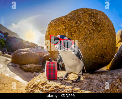 Curioso pinguino africano divertente con gli occhiali da sole e borsa o bagaglio a mano a Boulders Beach in Sud Africa in piedi su una roccia Foto Stock