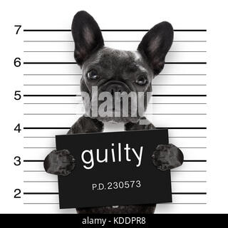 Mugshot penale del bulldog francese cane alla stazione di polizia di contenimento targhetta colpevole , isolato su sfondo Foto Stock