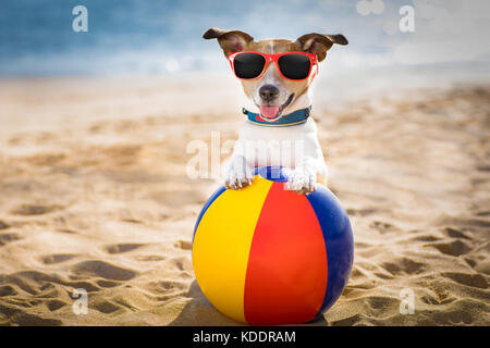 Jack Russel cane al beach ocean shore, le vacanze estive vacanze con una sfera di plastica Foto Stock