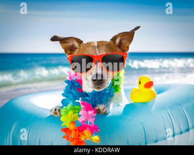 Jack Russel cane di distensione e di riposo su un materasso ad aria o anello di nuotare in spiaggia ocean shore, le vacanze estive Vacanze Foto Stock