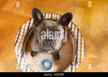Curioso bulldog francese cane cercando fino al proprietario o di attesa paziente seduto a giocare o andare a fare una passeggiata, a casa Foto Stock