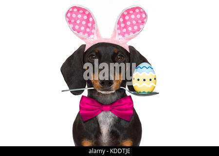 Bassotto cane di salsiccia con il coniglietto di pasqua le orecchie e una fascetta rosa, isolato su sfondo bianco, cucchiaio in bocca con uovo Foto Stock