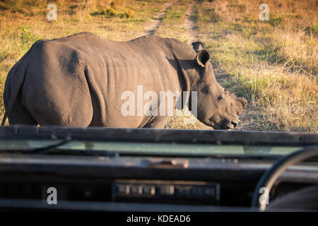 Lone rinoceronte bianco in blocchi il progresso di un 4x4 su safari nel sud bush africano Foto Stock