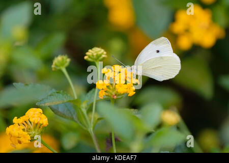 Il cavolo bianco, Butterfly Pierus brassicae, alimentando su giallo Lantana camara in un giardino in Oklahoma, Stati Uniti d'America. Foto Stock