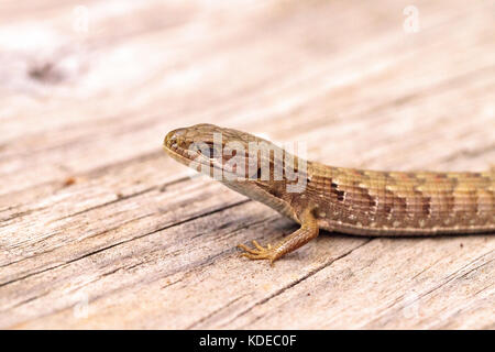 Southern alligator lizard elgaria multicarinata ensoleillement stesso su di un legno Tavolo picnic Foto Stock