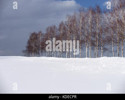 Fila di alberi in posizione turistica popolare, sette stelle albero, in Biei, Hokkaido, Giappone, in inverno Foto Stock