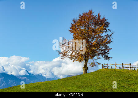 Italia Veneto Cansiglio -alpago - Col Indes Foto Stock