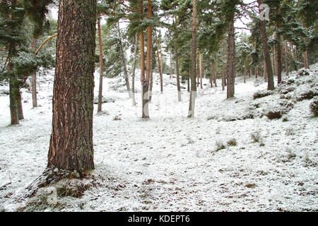 Pineta in inverno a piedrafita, Leon Spagna. Foto Stock