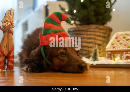 Un simpatico bassotto con un cappello accanto a un albero di natale. Foto Stock