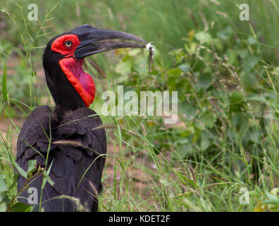 Massa meridionale hornbill mangiare una lucertola, Kruger National Park, Sud Africa Foto Stock