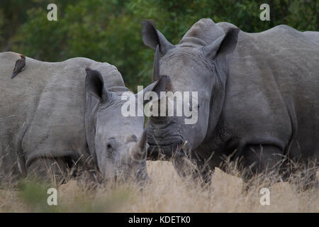 White Rhino madre e di vitello, Kruger National Park, Sud Africa Foto Stock