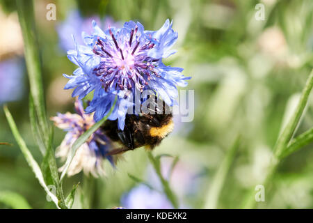 Buff-Tailed Bumble Bee (Bombus terrestris) raccogliendo il nettare da un fiore giardino Fiordaliso impianto, UK. Foto Stock