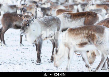 Renne isolata di un gregge, abisko, kiruna comune, norrbotten county, Lapponia, Svezia Foto Stock