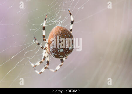 Spider, Araneus quadratus, i quattro spot orb-Weaver, femmina, Sussex, Regno Unito. Agosto, Foto Stock