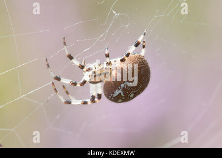 Spider, Araneus quadratus, i quattro spot orb-Weaver, femmina, Sussex, Regno Unito. Agosto, Foto Stock