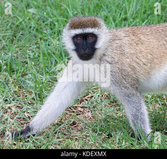 Gambe anteriori e la faccia di scimmia vervet (chlorocebus pygerythrus) passeggiate sull'erba Foto Stock