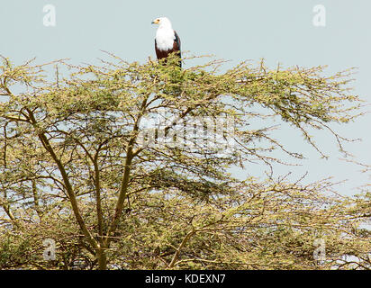 African fish eagle (Haliaeetus vocifer) appollaiato sulla cima di acacia Foto Stock