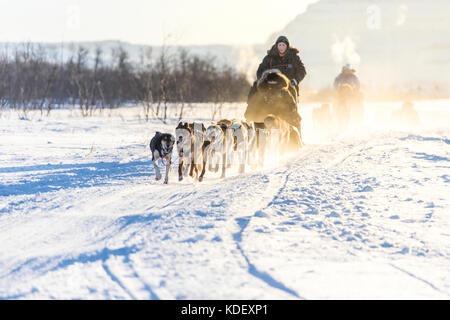 Lo sleddog nel paesaggio innevato di Kiruna, norrbotten county, Lapponia, Svezia Foto Stock