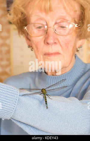 Southern Hawker dragonfly, Aeshna cyanea, maschio, intrappolata all'interno, su elderlly womans arm, Sussex, Regno Unito, Agosto. Foto Stock