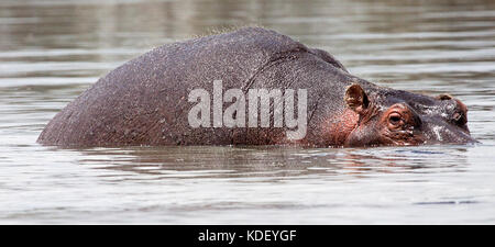 Ippopotamo (Hippopotamus amphibius) parzialmente sommerso in acqua al lago Naivasha, Kenya Foto Stock