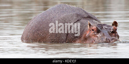 Ippopotamo (Hippopotamus amphibius) in acqua al lago Naivasha, Kenya Foto Stock