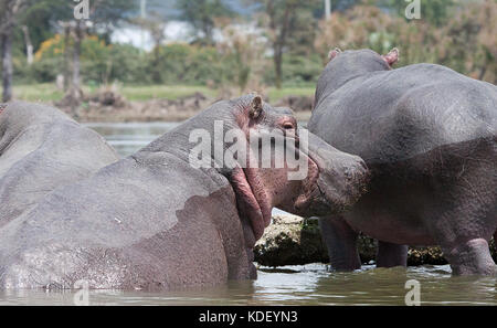 Ippopotami (Hippopotamus amphibius) in acque poco profonde a Lake Naivasha, Kenya Foto Stock