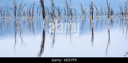 Gli alberi morti in allagato Lake Nakuru con riflessioni Foto Stock