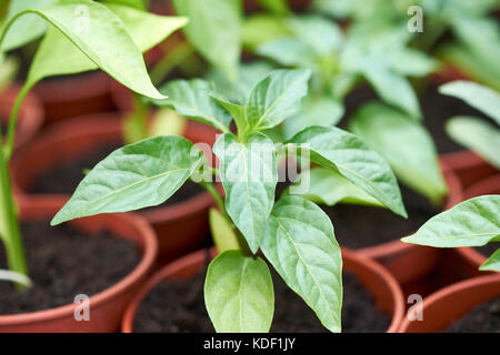 Giovani pepe misto plug piante, Razzmataz & Romano, crescendo in compost di plastica riempiti vasi per piante in una serra, UK. Foto Stock