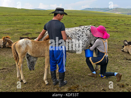 Giovane uomo porta il puledro di un mare di rassicurarla durante la fase di mungitura, Mongolia Foto Stock