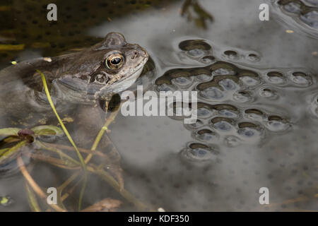 Rana comune nel laghetto in giardino con spawn Foto Stock