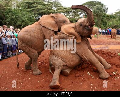 Due giovani elefanti giocare davanti a scuola i bambini presso il David Sheldrick Wildlife Trust in Kenya Foto Stock