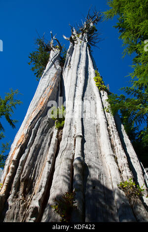 Duncan cedro (più grande del mondo di cedro rosso), Penisola Olimpica membro fiducia terre foreste, Washington Foto Stock