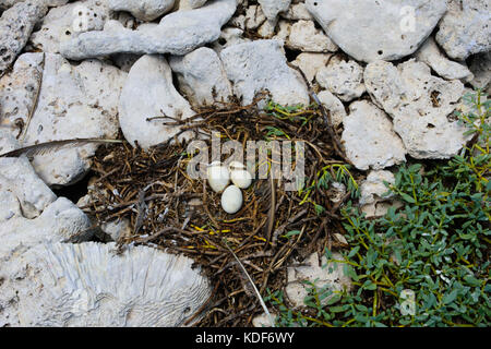 Giallo-footed Booby (Sula leucogaster ) nel nido, , Los Roques PARCO NAZIONALE Foto Stock