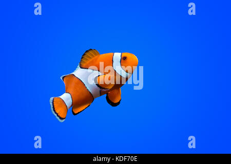 Amphiprioninae pesce pagliaccio sul mare blu profondo colore di sfondo Foto Stock