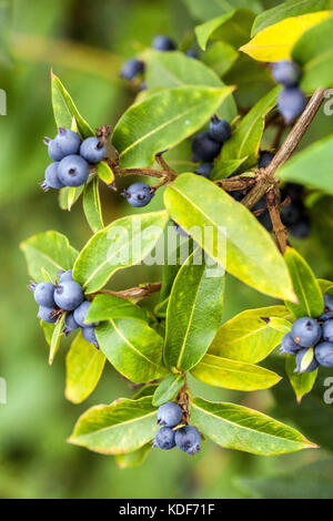 Lonicera heckrottii ' American Beauty ', autunno bacche e frutta Foto Stock