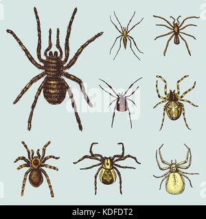 Spider o aracnide specie, la maggior parte degli insetti pericolosi nel mondo, old vintage per la festa di Halloween o fobia design. disegnati a mano, inciso può utilizzare per tattoo, web e il veleno della vedova nera, tarantola, birdeater Illustrazione Vettoriale