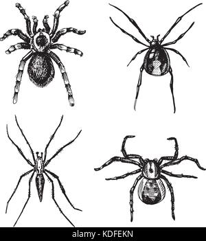 Spider o aracnide specie, la maggior parte degli insetti pericolosi nel mondo, old vintage per la festa di Halloween o fobia design. disegnati a mano, inciso può utilizzare per tattoo, web e il veleno della vedova nera, tarantola, birdeater Illustrazione Vettoriale