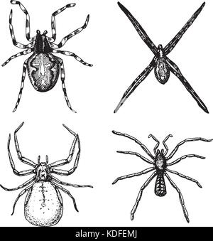 Spider o aracnide specie, la maggior parte degli insetti pericolosi nel mondo, old vintage per la festa di Halloween o fobia design. disegnati a mano, inciso può utilizzare per tattoo, web e il veleno della vedova nera, tarantola, birdeater Illustrazione Vettoriale