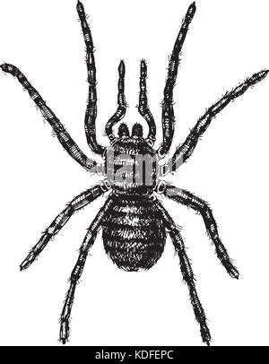 Spider o aracnide specie, la maggior parte degli insetti pericolosi nel mondo, old vintage per la festa di Halloween o fobia design. disegnati a mano, inciso può utilizzare per tattoo, web e il veleno della vedova nera, tarantola, birdeater Illustrazione Vettoriale