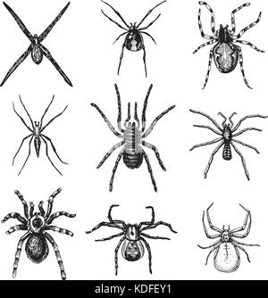 Spider o aracnide specie, la maggior parte degli insetti pericolosi nel mondo, old vintage per la festa di Halloween o fobia design. disegnati a mano, inciso può utilizzare per tattoo, web e il veleno della vedova nera, tarantola, birdeater Illustrazione Vettoriale