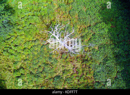 Vista cielo del morto un albero bianco nel mezzo di erba verde e bracken Foto Stock