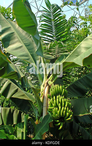 Banana Tree che cresce nelle cupole tropicali del progetto Eden in Cornovaglia Foto Stock