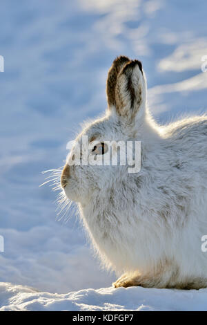 Mountain lepre (Lepus timidus) REGNO UNITO Foto Stock