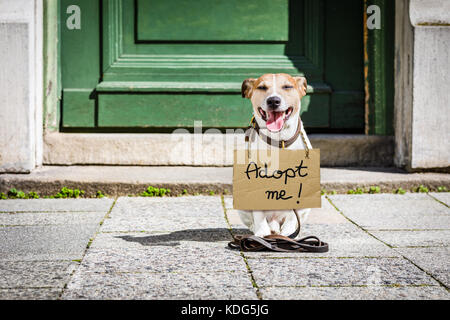 Perso e senzatetto jack russell cane con un cartone appeso attorno al collo, abbandonati per strada, in attesa di essere adottata alla porta home Foto Stock