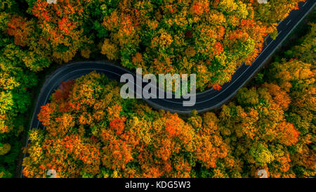 Vista aerea del fitto bosco in autunno con la strada attraverso il taglio Foto Stock